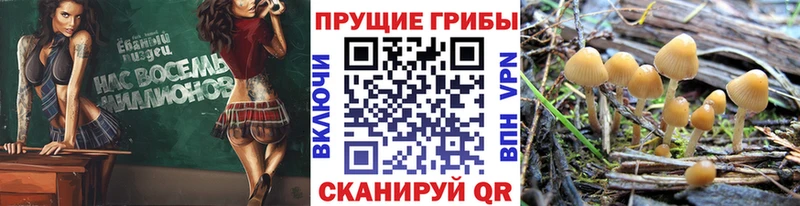 Галлюциногенные грибы Magic Shrooms  магазин продажи наркотиков  Балашиха 